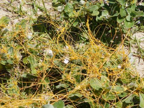 アメリカネナシカズラ