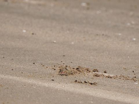 スナガニの稚ガニ