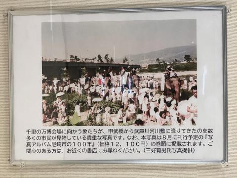 武庫川河川敷の象たち