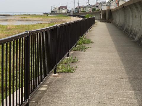 尾崎の遊歩道