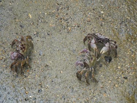 クロベンケイガニ