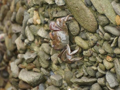 クロベンケイガニ