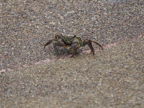 クロベンケイガニ