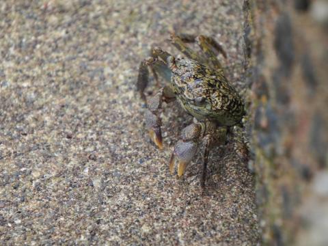 クロベンケイガニ