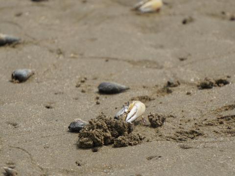 ハクセンシオマネキ