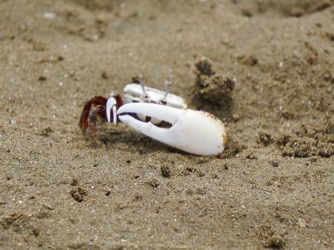 ハクセンシオマネキ