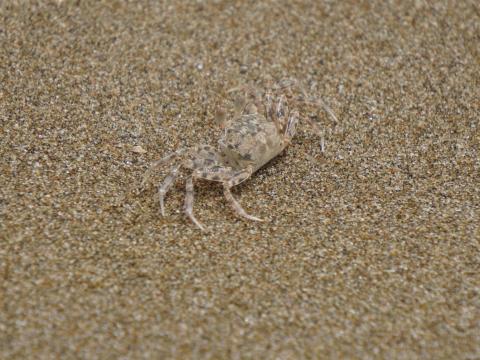 スナガニの稚ガニ