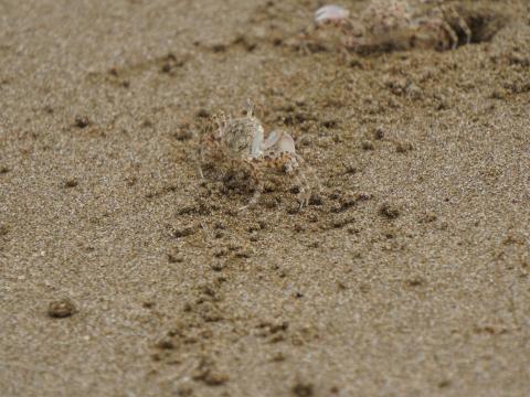 スナガニの稚ガニ