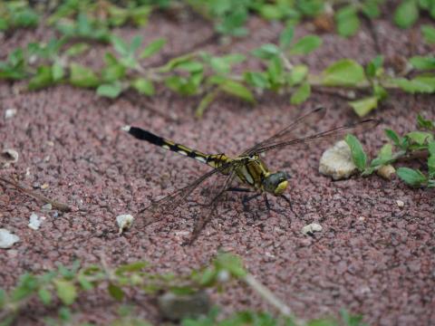 シオカラトンボ