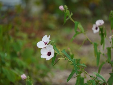 タカサゴフヨウ