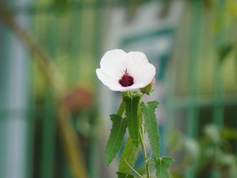 タカサゴフヨウ