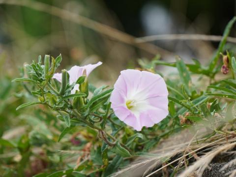 ハマヒルガオ