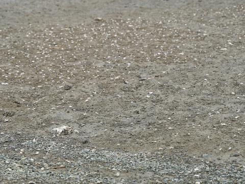 ハクセンシオマネキ