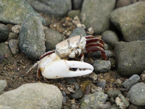 ハクセンシオマネキ