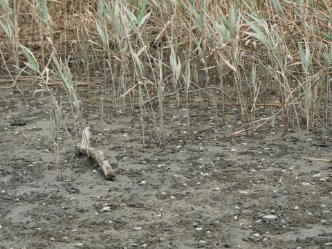 ハクセンシオマネキ