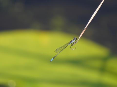 クロイトトンボ