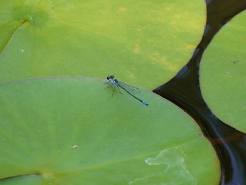 クロイトトンボ