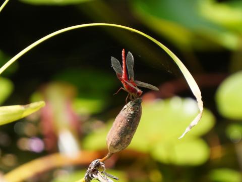 ショウジョウトンボ
