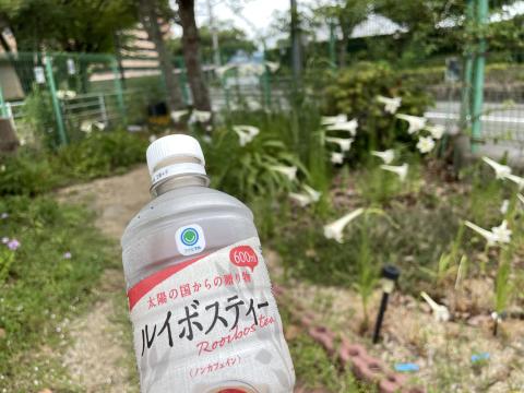 ルイボスティー