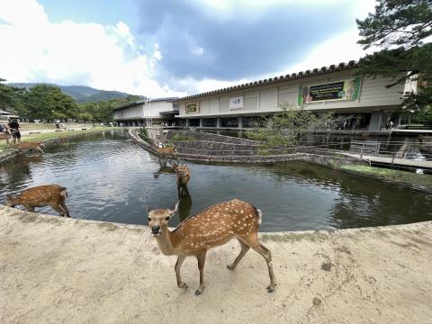 奈良博とシカ