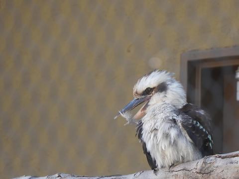 ワライカワセミ