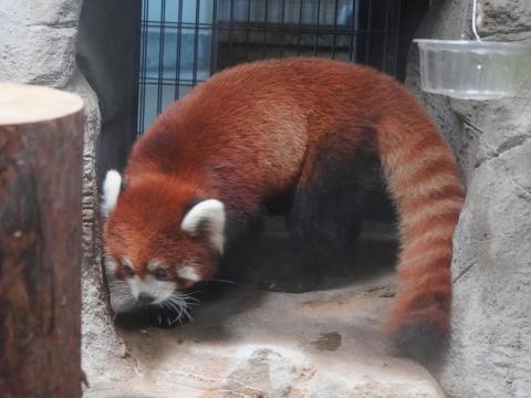 レッサーパンダ