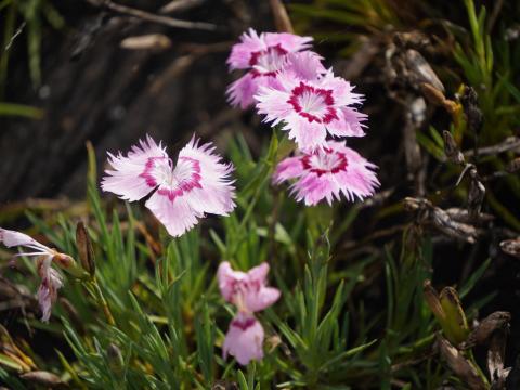 タツタナデシコ