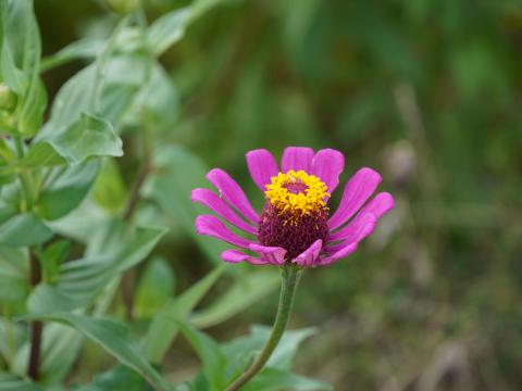 ヒャクニチソウ