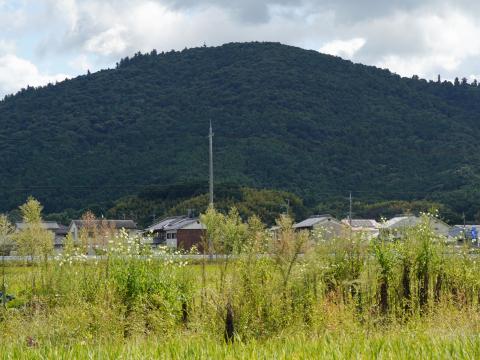 アキノノゲシと三輪山