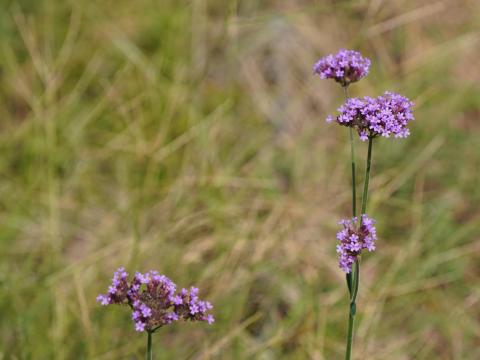 ヤナギハナガサ