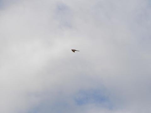 チョウゲンボウ