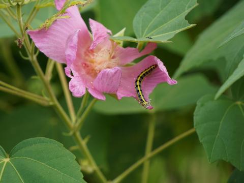 フタトガリコヤガ