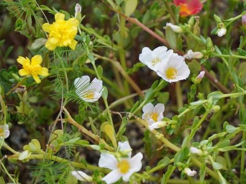 スベリヒユとマツバボタン
