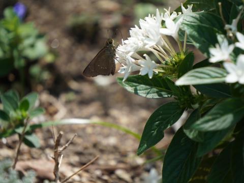 ペンタスにチャバネセセリ