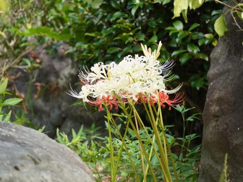 シロバナマンジュシャゲ