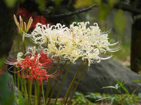 シロバナマンジュシャゲ