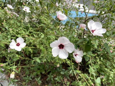 ヤノネボンテンカ