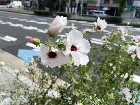 ヤノネボンテンカ