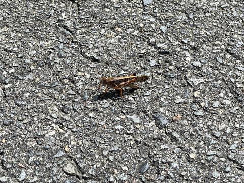 トノサマバッタ