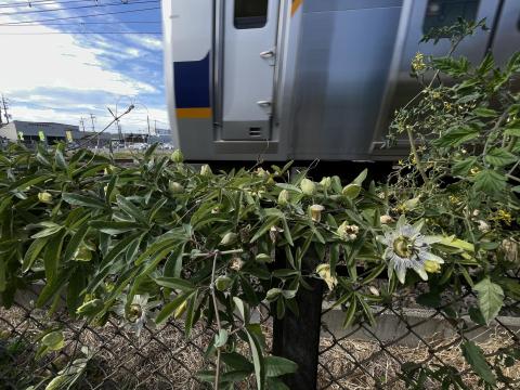南海樽井駅近くのトケイソウ