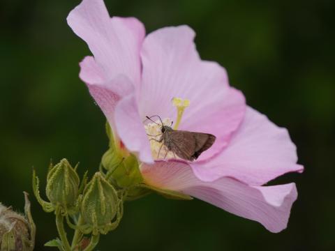 チャバネセセリ