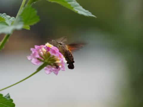 ホシホウジャク