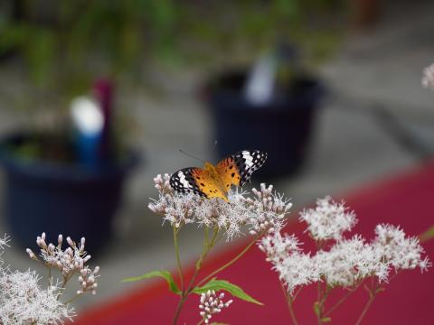 ツマグロヒョウモン♀