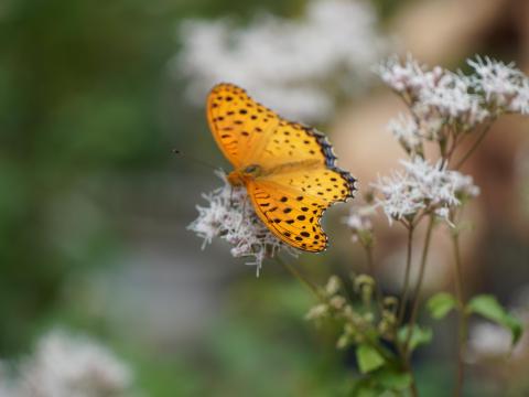 ツマグロヒョウモン♂