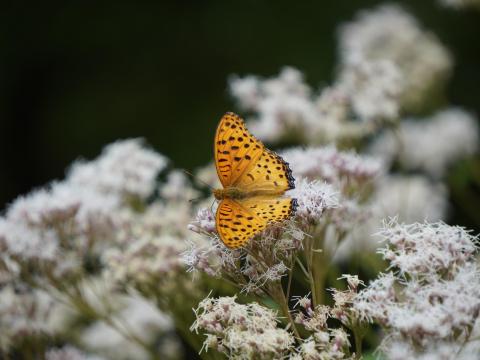 ツマグロヒョウモン♂