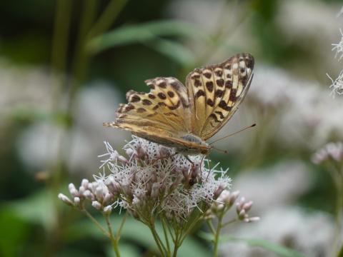 ミドリヒョウモン
