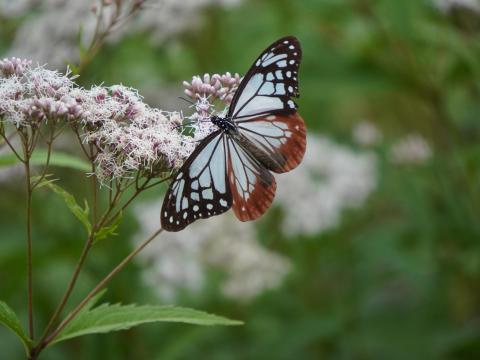 アサギマダラ