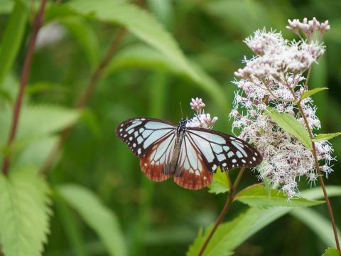 アサギマダラ