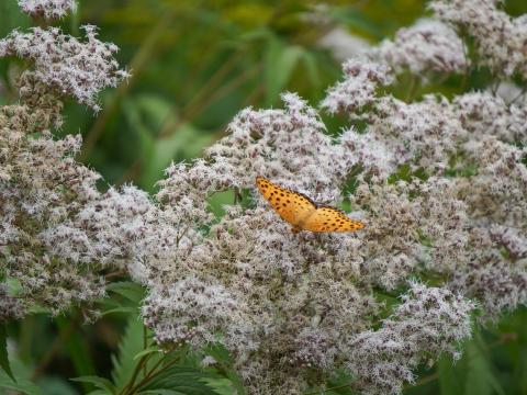 ツマグロヒョウモン