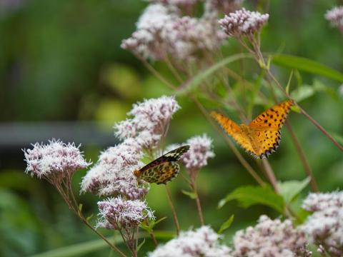 ツマグロヒョウモン